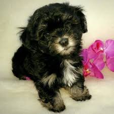 Havanese puppies for sale and dogs for adoption in texas, tx. Havanese Puppies Austinhavanese Havaneseintexashillcountry Havanesepuppiesforsale Kerrvilletxhavanesepuppiesfor Havanese Breeders Havanese Puppies Havanese