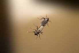 Matar los mosquitos dentro de su casa. Que Provoca Que Haya Mosquitos En Mi Casa