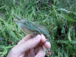 Image result for Anolis punctatus