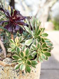 Propagating kiwi aeonium from seed is a gamble because the resulting seedlings may not closely resemble the parent plant. How To Care For Aeoniums Lemons Anchovies