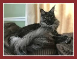 He'll follow you around and show an interest in what you're doing, and if you'd like to give him some lap time, well, he's all in favor of that, too. Riggs Maine Coon Cattery Riggs Maine Coon Cattery