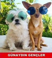 Resimli Komik Gunaydin Mesajlari Doggy Dog Friends Dog Tshirt