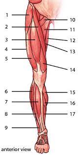 We did not find results for: Free Anatomy Quiz Muscles Of The Lower Limb Anterior Locations Quiz 1
