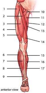 Unlabeled vertebra cross section of human body anatomy infographic diagram including all parts cord of grey and white matter spinal nerve vertebral body foramen and spinous process for medical science education and healthcare. Free Anatomy Quiz Muscles Of The Lower Limb Anterior Locations Quiz 1