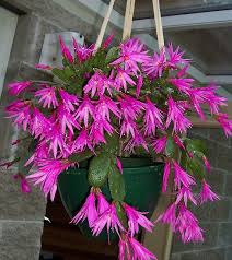 The main difference between thanksgiving, christmas cactus, and easter cactus is the time of bloom. Episode 84 Forest Cacti Part One Easter Christmas And Thanksgiving Cacti Jane Perrone