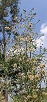 Image result for Erigeron bonariensis
