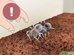 Mature males have longer legs and smaller bodies than females, and they possess tibial hooks or apophyses to hold back a female's fangs during mating. 3 Ways To Keep A Chaco Gold Knee Tarantula Wikihow
