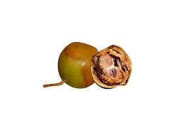 Image result for Vangueria madagascariensis