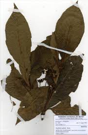 Image result for Psychotria vogeliana
