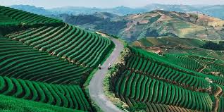 Harga Tiket Masuk Dan Alamat Terasering Panyaweuyan Majalengka Destinasi Wisata Apik Dengan Panorama Menarik Daka Tour