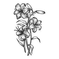 In this quick tutorial youll learn how to draw a lily flower in just a few quick steps but first lilies are large flowers that have been popular in gardens for years. Lily Flower Sketch Engraving Vector Stock Vector Illustration Of Fashion Poster 140662802