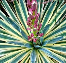 Image result for Yucca gloriosa