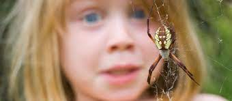Some companies will include other animals such as squirrels, birds, raccoons, possums. Arachnophobia Updated For 2021 Pests Org