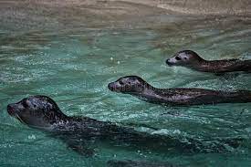 Three Baby Seals In The Water Zoo Swimming Looking Grey Rain Stock Photo Image Of Underwater Ocean 198771654