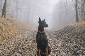 How Much Does A Doberman Pinscher Cost 2022 Price Guide Hepper