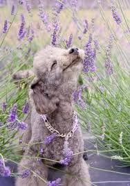Aaaahhhhhh The Sweet Smell Of Lavender Cute Animals Animals Cute Dogs