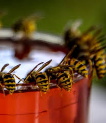 4 Astuces De Grand Mere Pour Eloigner Les Guepes Repulsif Insectes Naturel Repulsif Insectes Repulsif Abeille
