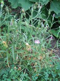 Image result for Agrostemma githago