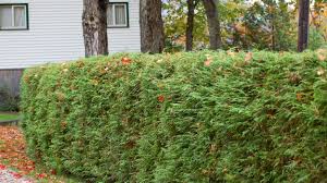 Formal hedges have significant advantages, though, in terms of the space that they take up. Living Privacy Fences Using Shrub Hedges