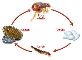 Check spelling or type a new query. Traitement Et Extermination Des Puces Et Puces De Parquets A Lyon Roanne Villeurbanne