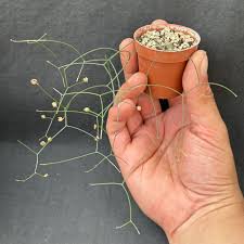 Image result for Schizobasis intricata