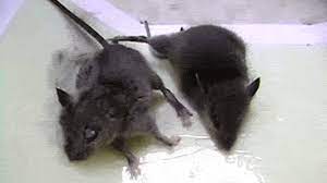 How Glue Traps Ruined My Childhood Peta