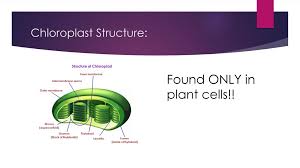 Select view plant cell, and click sample. Chloroplast Structure Ppt Download