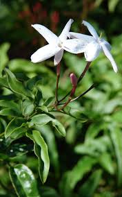 It can be used in fairly formal designs. How To Get Rid Of Pink Jasmine Kings Plant Doctor