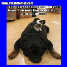 Images, gifs and videos featured seven times a day. Cat Memes Page 20 Clean Memes