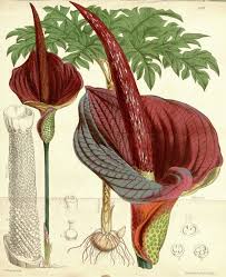 W polsce mamy również przedstawicieli tej rodziny jak obrazki plamiste (arum maculatum) czy czermień błotną. Dziwidlo Wikipedia Wolna Encyklopedia