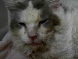 Notice a mass growing in their cat's mouth? Cat With Oral Cancer Youtube