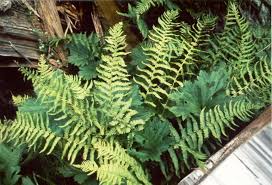 Image result for Thelypteridaceae