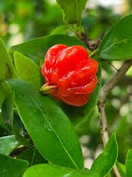 Image result for Eugenia sp. A