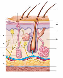 Skin Quiz Anatomy