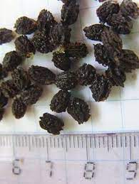 24 Papaya Ideas Papaya Papaya Seeds Papaya Fruits