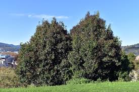 Image result for Ligustrum lucidum