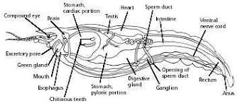 Crayfish Dissection Biology Biology Labs Plant Life Cycle