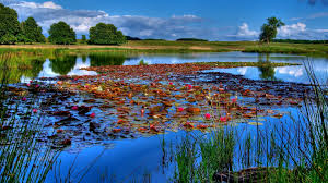 Lily Lake Beautiful Landscape 4k Ultra Hd Wallpaper Nature Images Landscape Lake Photography