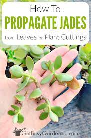 Snip the leaf from the plant. How To Propagate Jade Plant Cuttings Get Busy Gardening
