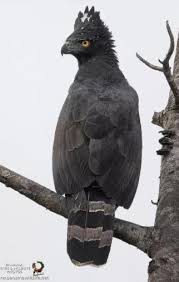 Black And White Hawk Eagle Texas Black Hawk Eagle In 2020 Animal Photography Animals Hawk Eagle