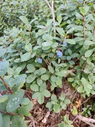 Image result for Vaccinium madagascariense