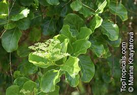 Image result for Premna senensis