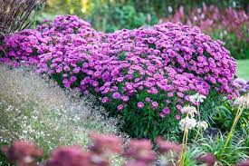 Jenny Aster Plants Fall Flowers Garden Flower Garden Design