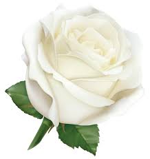 Large White Rose Png Clipart Image Gallery Yopriceville High Quality Images And Transparent Png Free Clipart White Rose Png White Rose Flower Clip Art