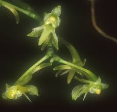 Image result for Angraecopsis