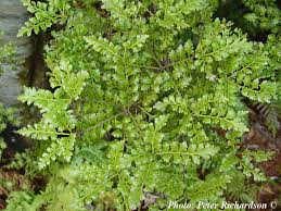 Image result for Phyllocladus
