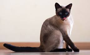 Harga siamese cat di pasaran berkisar antara 300 ribu rupiah hingga 2 juta rupiah. Kucing Siam Harga Pakan Ciri Ciri Dan Tips Merawat
