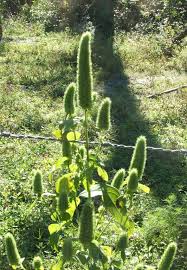 Image result for Cantinoa americana