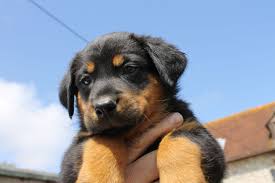 Beauceron puppies for sale was last modified: Beauceron Puppies Born 21st June 2013 Polegate East Sussex Pets4homes