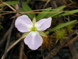 Image result for Mayacaceae